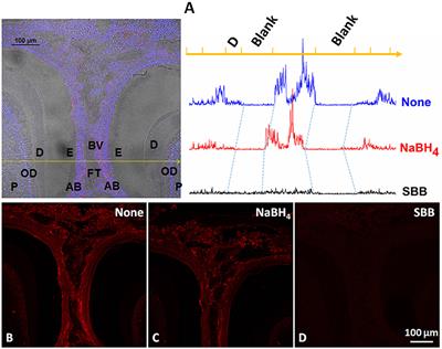 Frontiers | Optimizing Immunostaining Of Enamel Matrix: Application Of ...